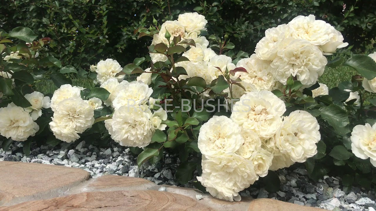 ����� ����������. Blanc Meillandecor. (��)